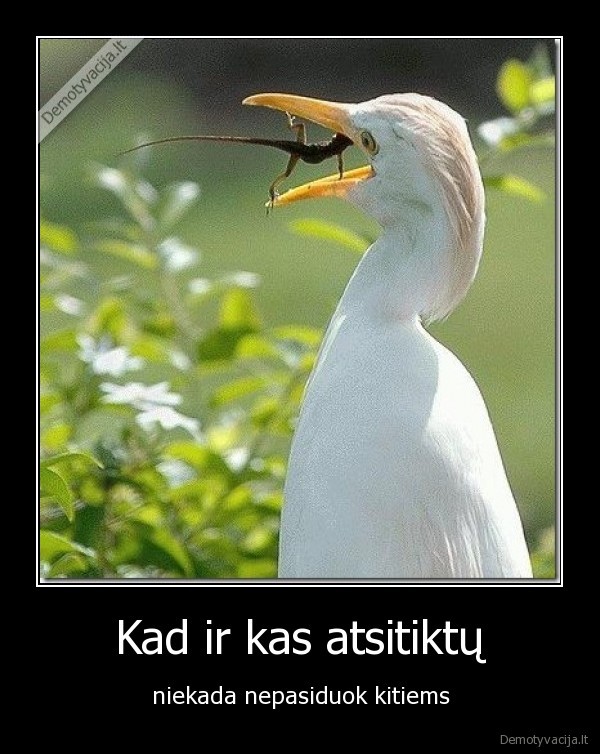 Kad ir kas atsitiktų
