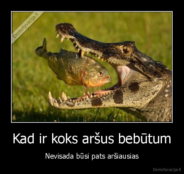 piranija,krokodilas,pikciurna,piktas,vanduo