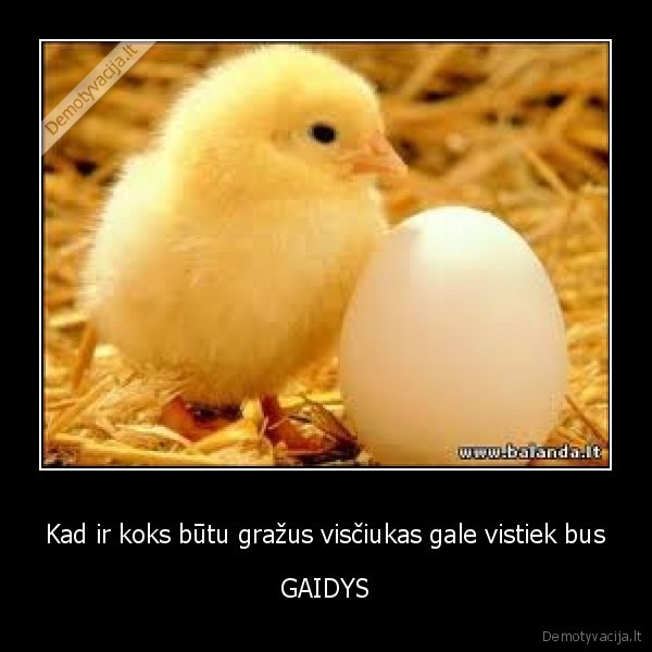 visciukas, gaidys, gaidintas, gaided