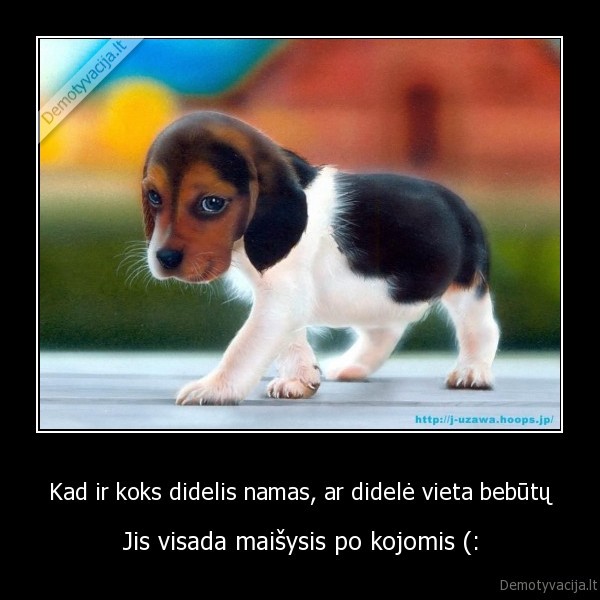 suniukas,namas