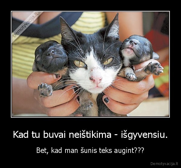 kate,suo,katasunis