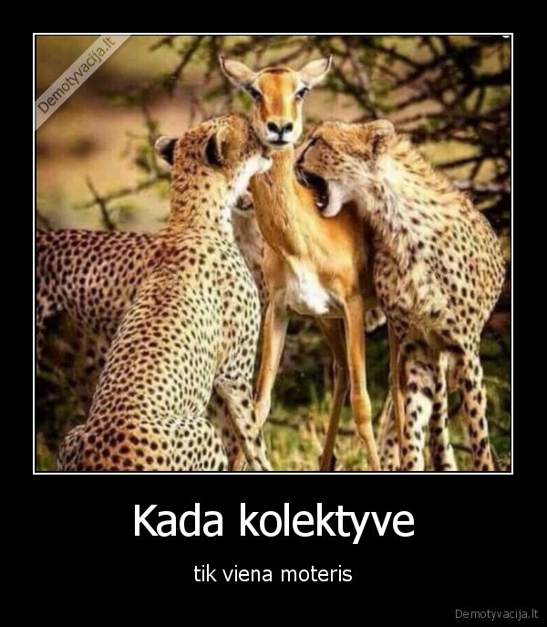 kolektyvas