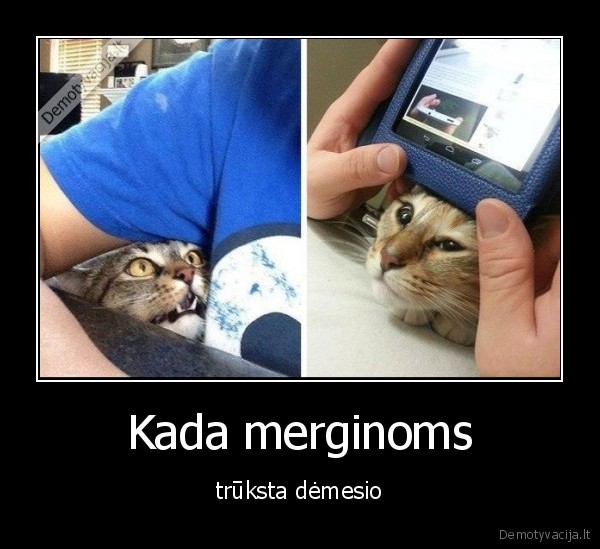 demesys,merginos