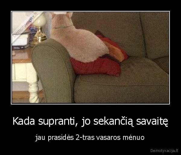 vasara,menuo,prasides