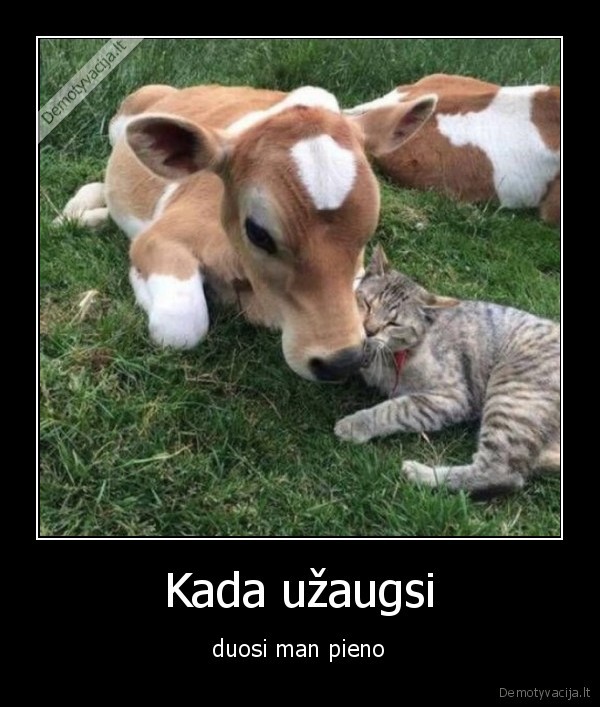 katinas,karve