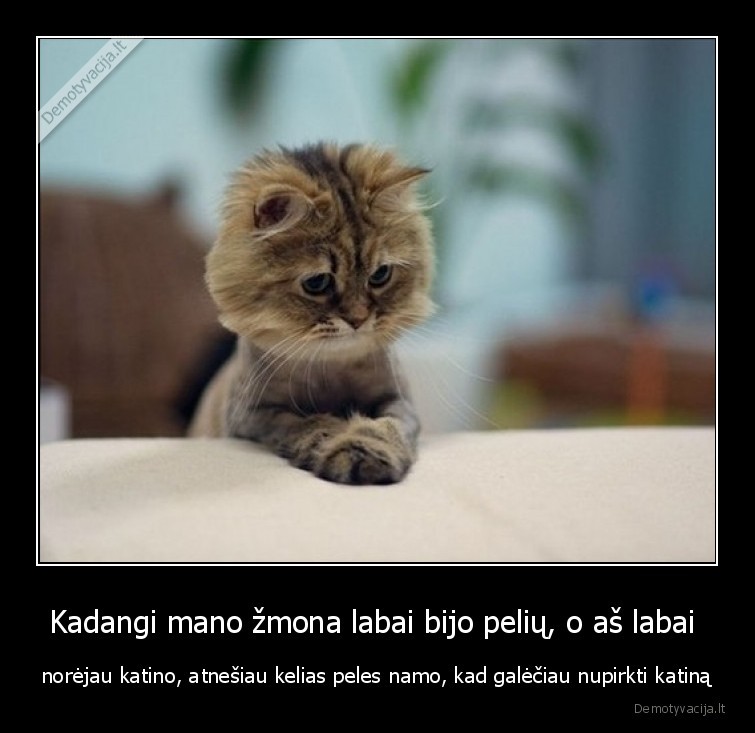 katinas,peles,norai
