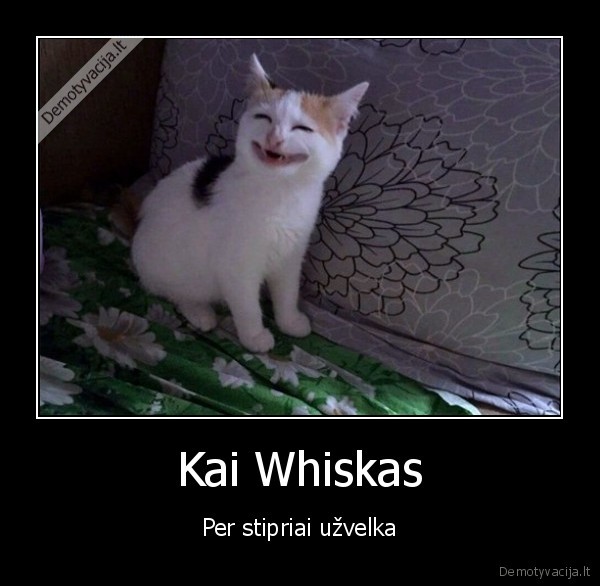 katinas, sypsosi