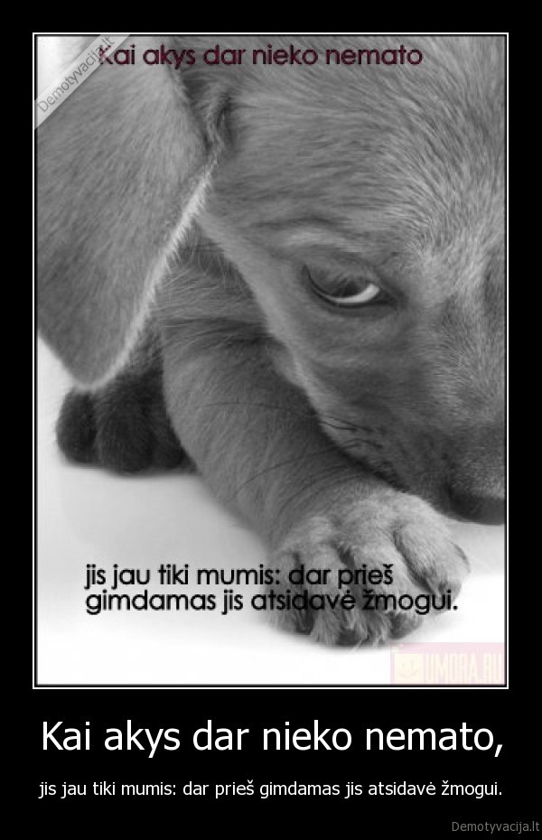 istikimas,draugas