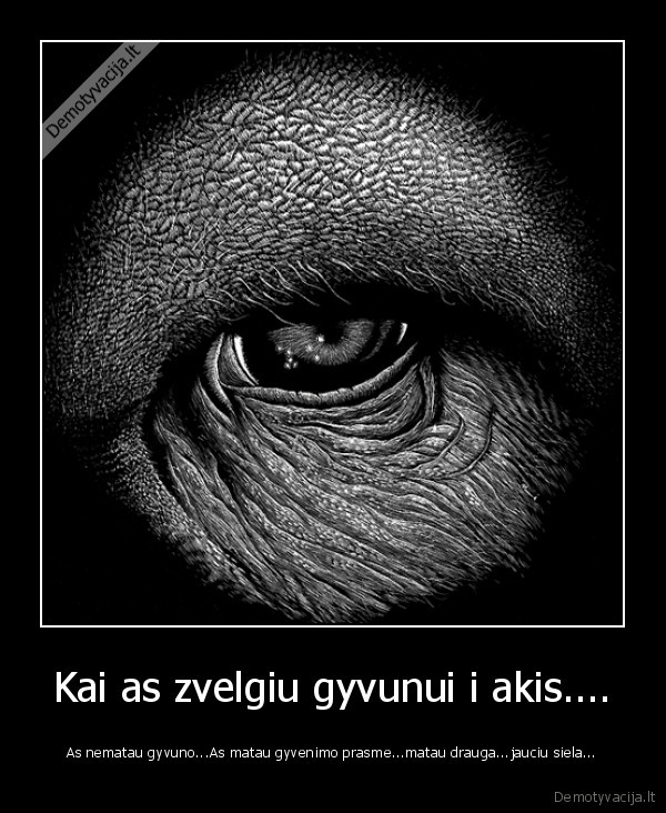 Kai as zvelgiu gyvunui i akis....
