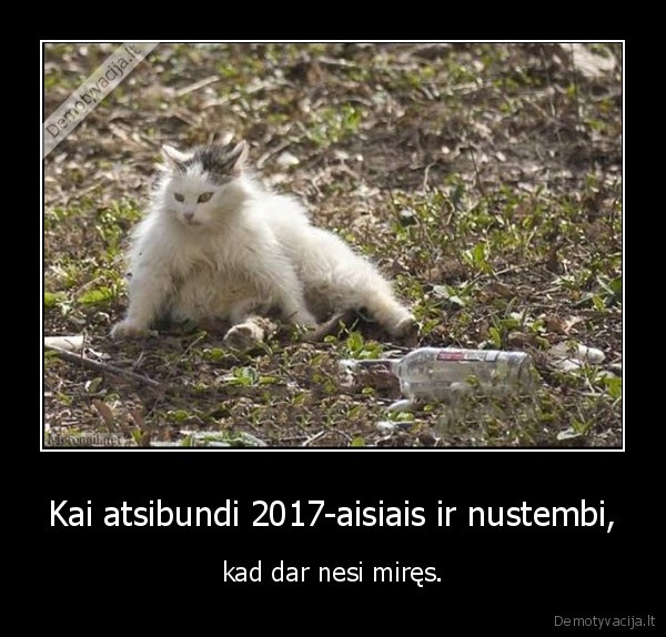 2017, metai,nauji, metai,katinas,pachmelas