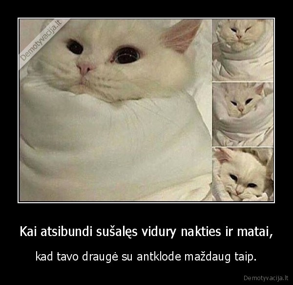 kate,katinas,antklode,drauge