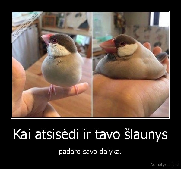 slaunys, padaro
