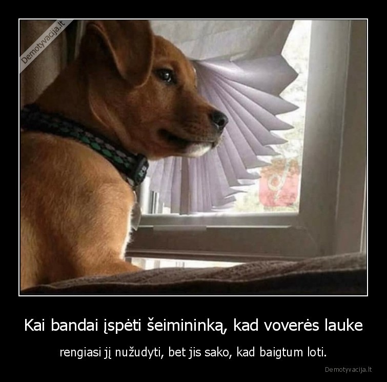 suo,vovere