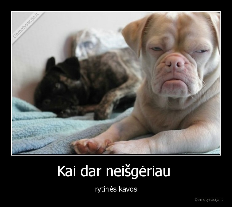 rytas,kava