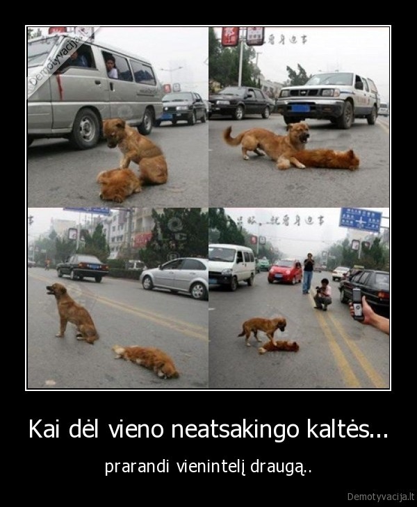 neatsakingas, elgesys,prarasti, drauga,suvazinetas, suo