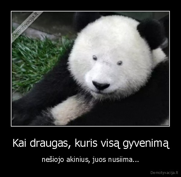 akiniai,panda,mazos, akys
