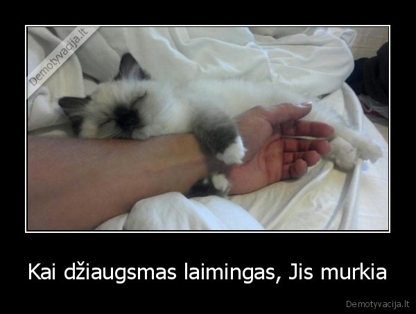 Kai džiaugsmas laimingas, Jis murkia