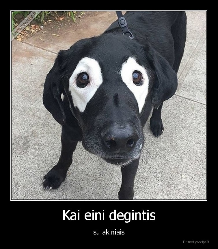 suo,akiniai,idegis