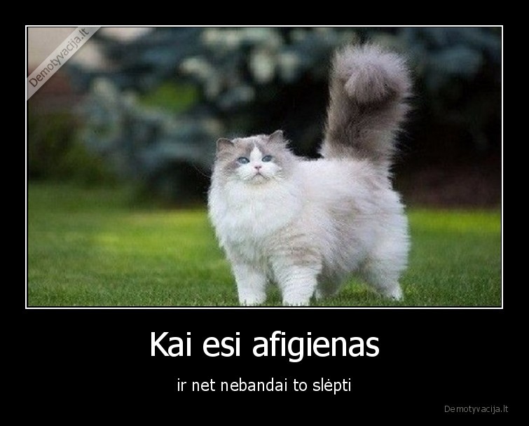 katinas,grazus,afigienas,neslepk