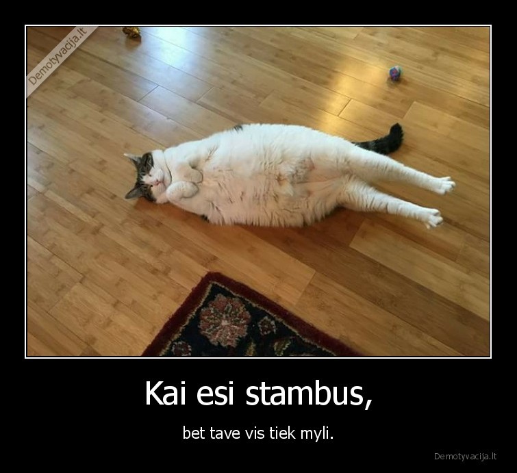 kate,katinas,stambus,meile