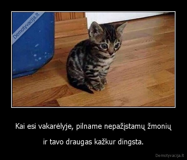 kate,katinas,kaciukas,vakarelis,draugas
