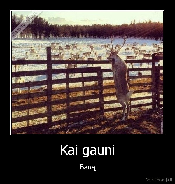 banas,uzanino