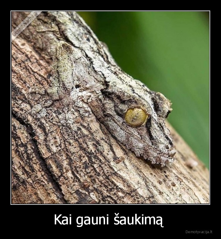 saukimas,kamufliazas,nematomas