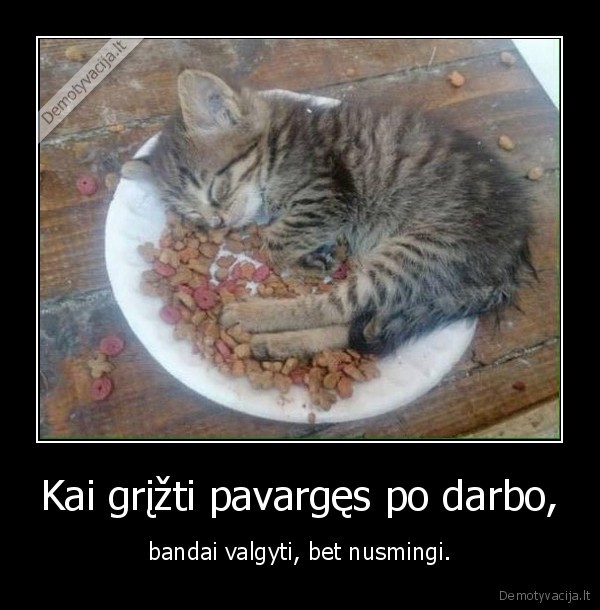 kate,katinas,kaciukas,maistas,miegas,darbas