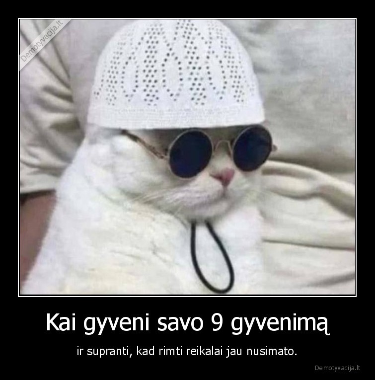 kate,katinas,gyvenimai