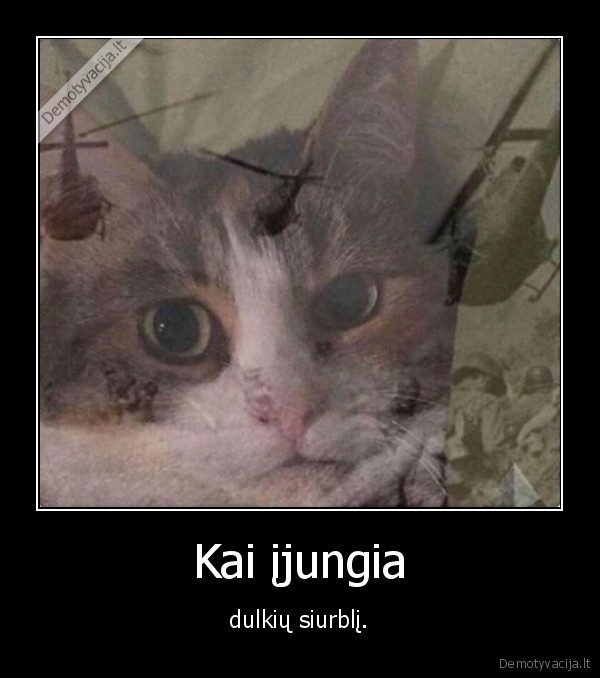 kate,katinas, dulkiu, siurblys