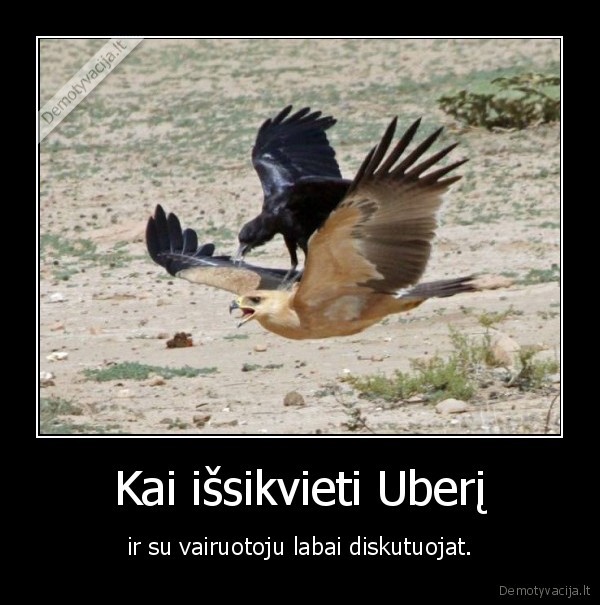 uberis,vairuotojas,pauksciai