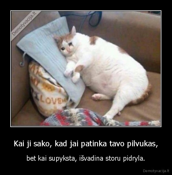 kate,katinas,pilvukas,pyktis