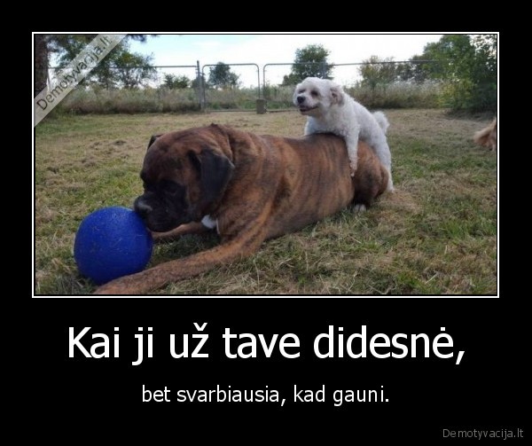 suo,seksas