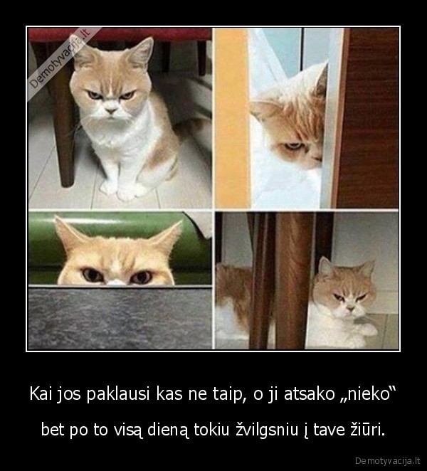 piktas,katinas,grazus, katinas