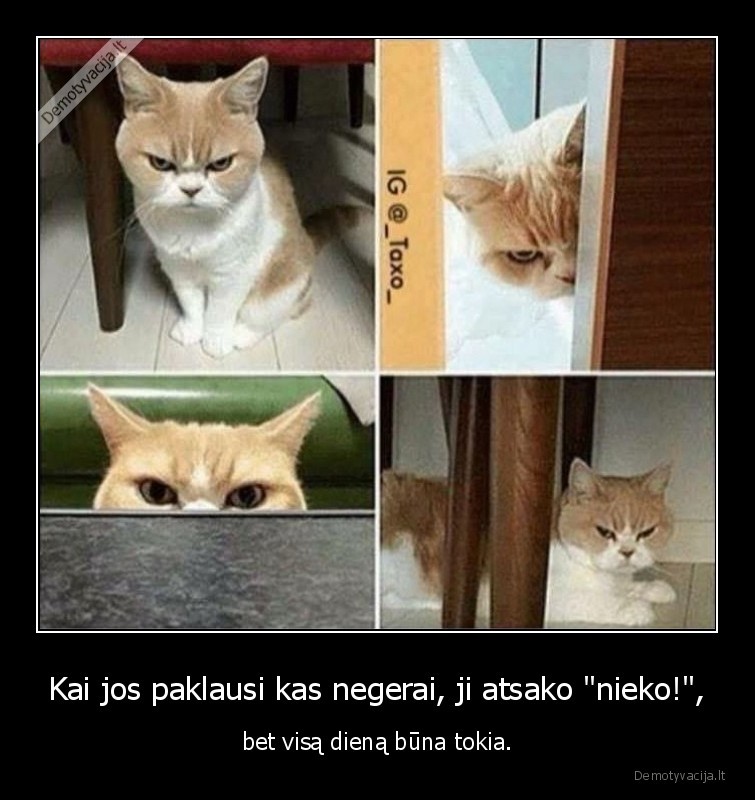 kate,katinas,mergina