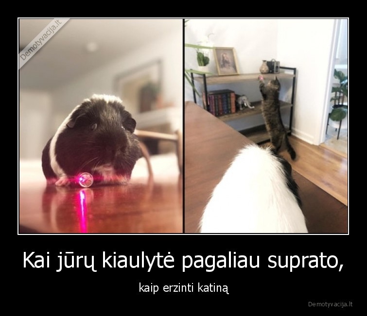 kiaulyte,katinas,lazeris