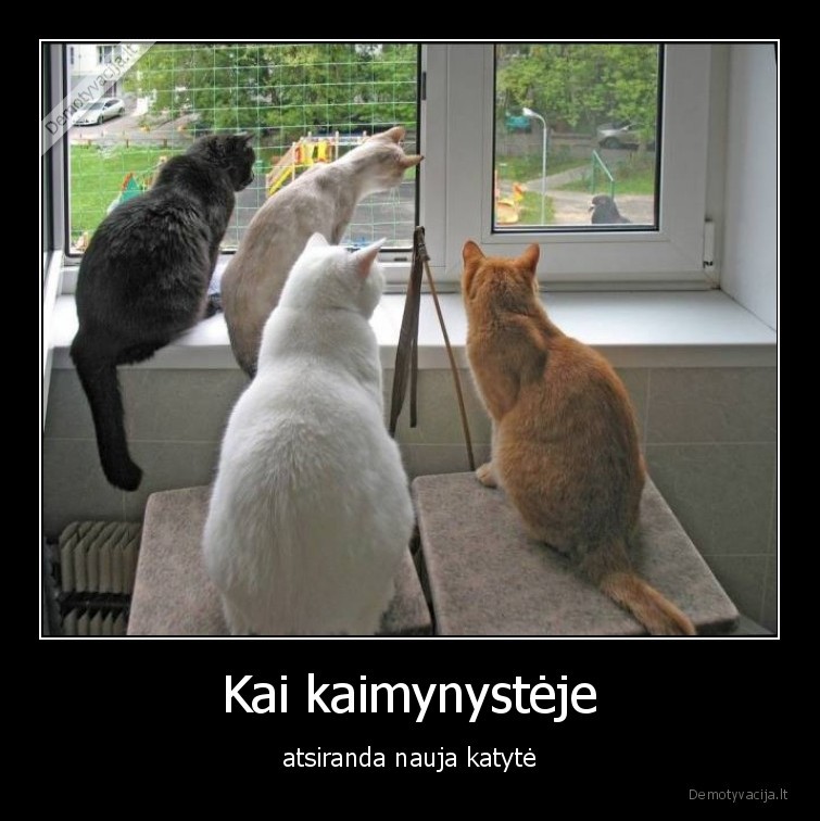 katinai,katyte,kates,kaciu,nauja,katyte,kaimyne