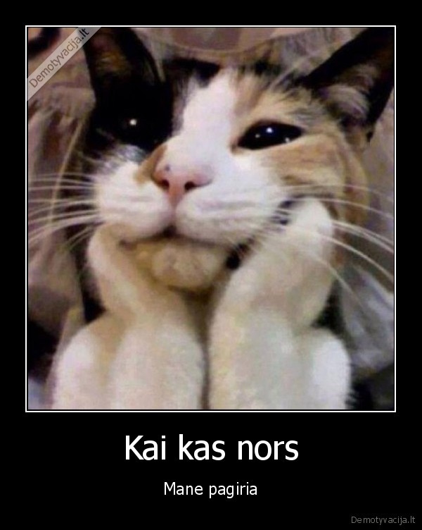 pagyros,pagirimas,katinas