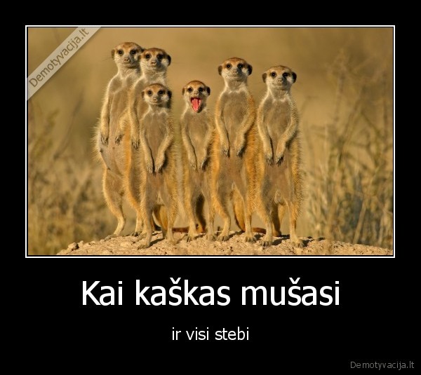 Kai kaškas mušasi