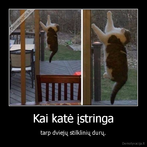 kate,katinas,stiklas,durys,stiklines, durys,juokinga