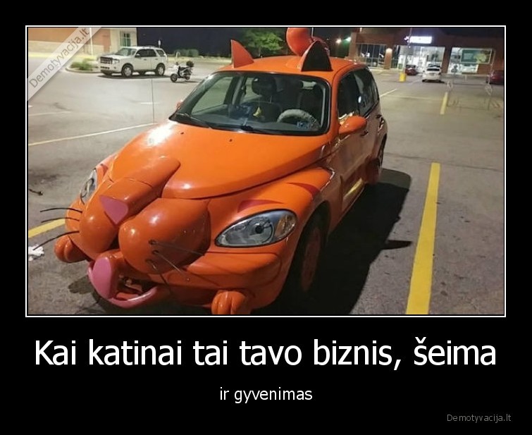 katinas,masina,gyvenimas