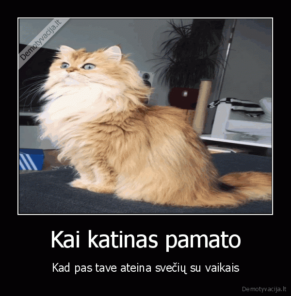 sveciai,issigandes, katinas