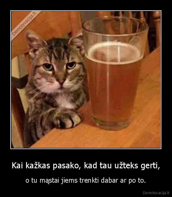 katinas,kate,mielas, katinas,katinas, alkoholikas,alkoholis
