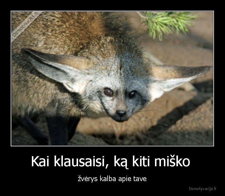 ausys,gyvunai,miske,kalba,klausaisi