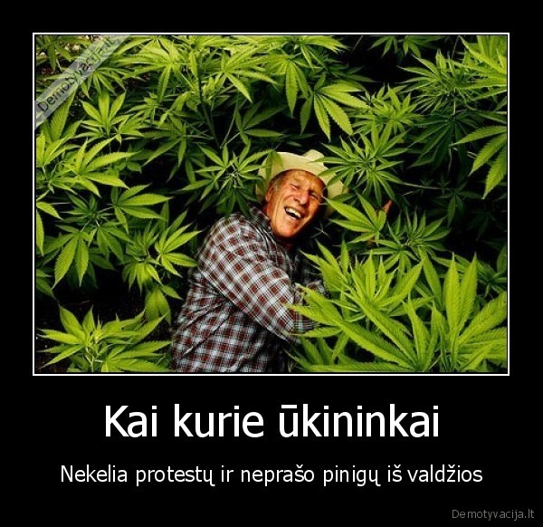 zole,ukininkai,weed,kasiakas,kanape,lapas,pinigai