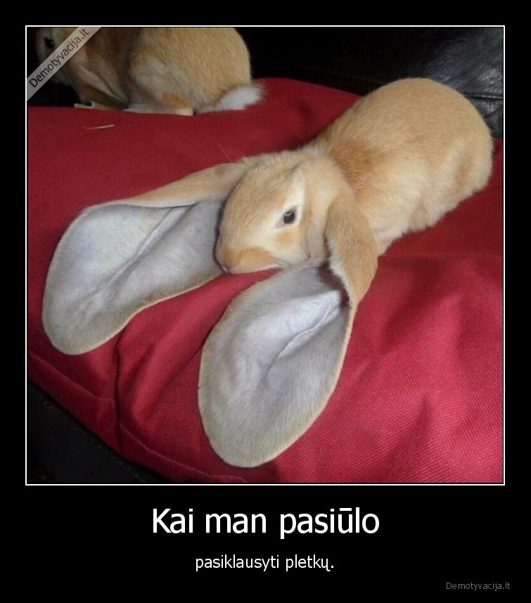 kiskis,zuikis,pletkai,ausys