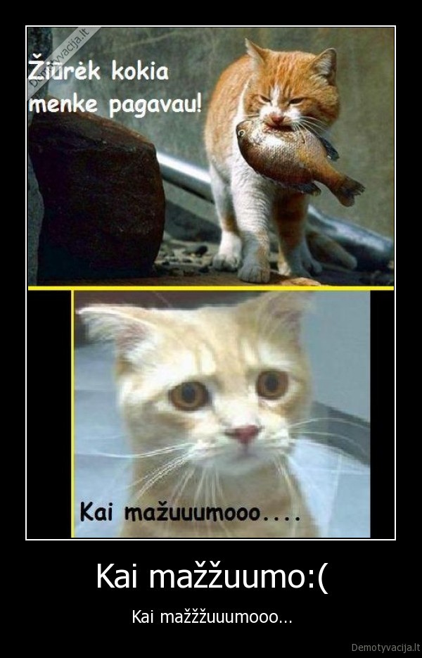 mazumo,didumo,menke,krc