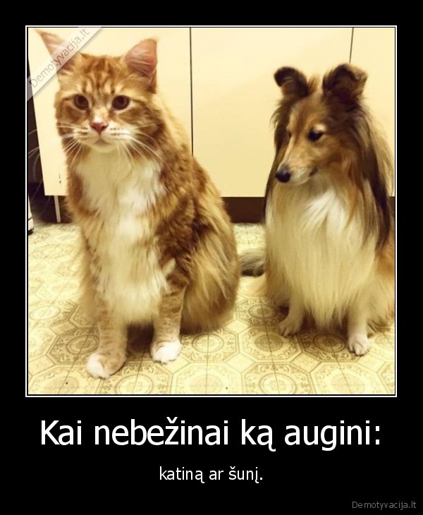 kate,katinas,suo