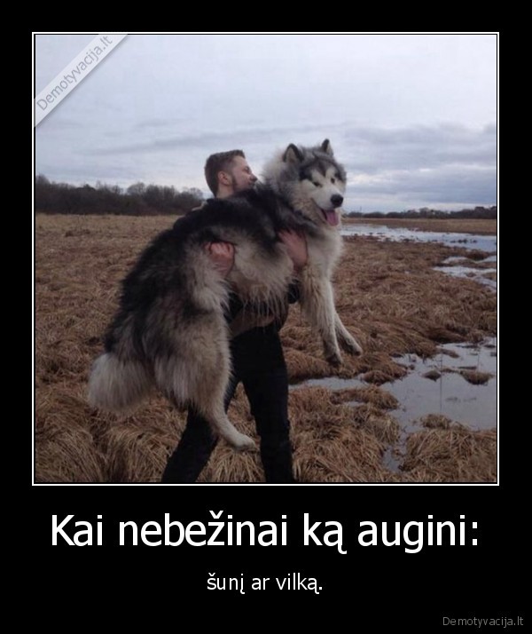 suo,vilkas,gyvunas