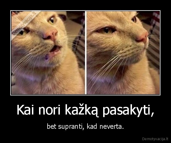 kate,katinas,sakymas,kalba